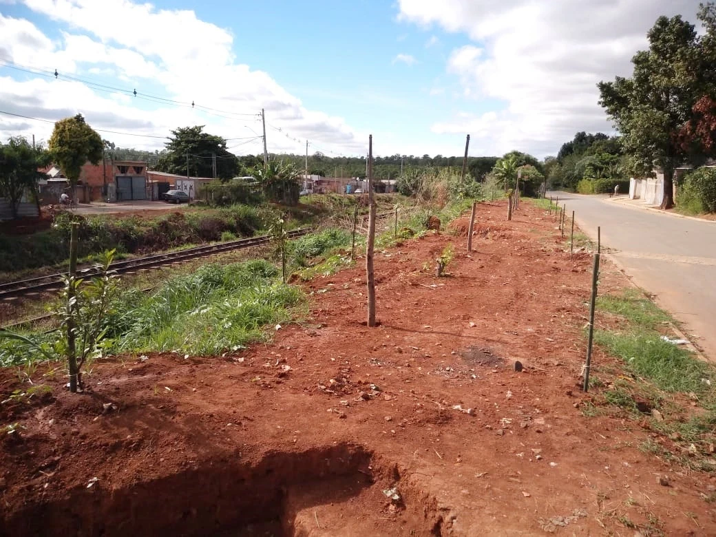 Avenida de George Oetterer recebe o Projeto de Arborização Urbana