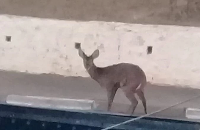 Mais um veado campeiro é capturado em área urbana de Iperó