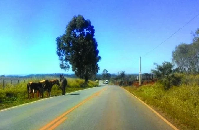 Proprietários que deixam animais de médio e grande porte soltos já podem ser multados em Iperó