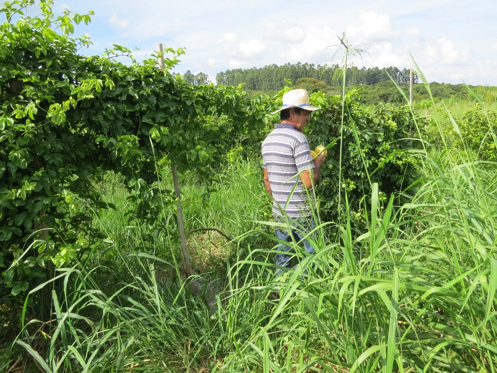Agricultura Familiar de Iperó é destaque com o cultivo de goiaba orgânica