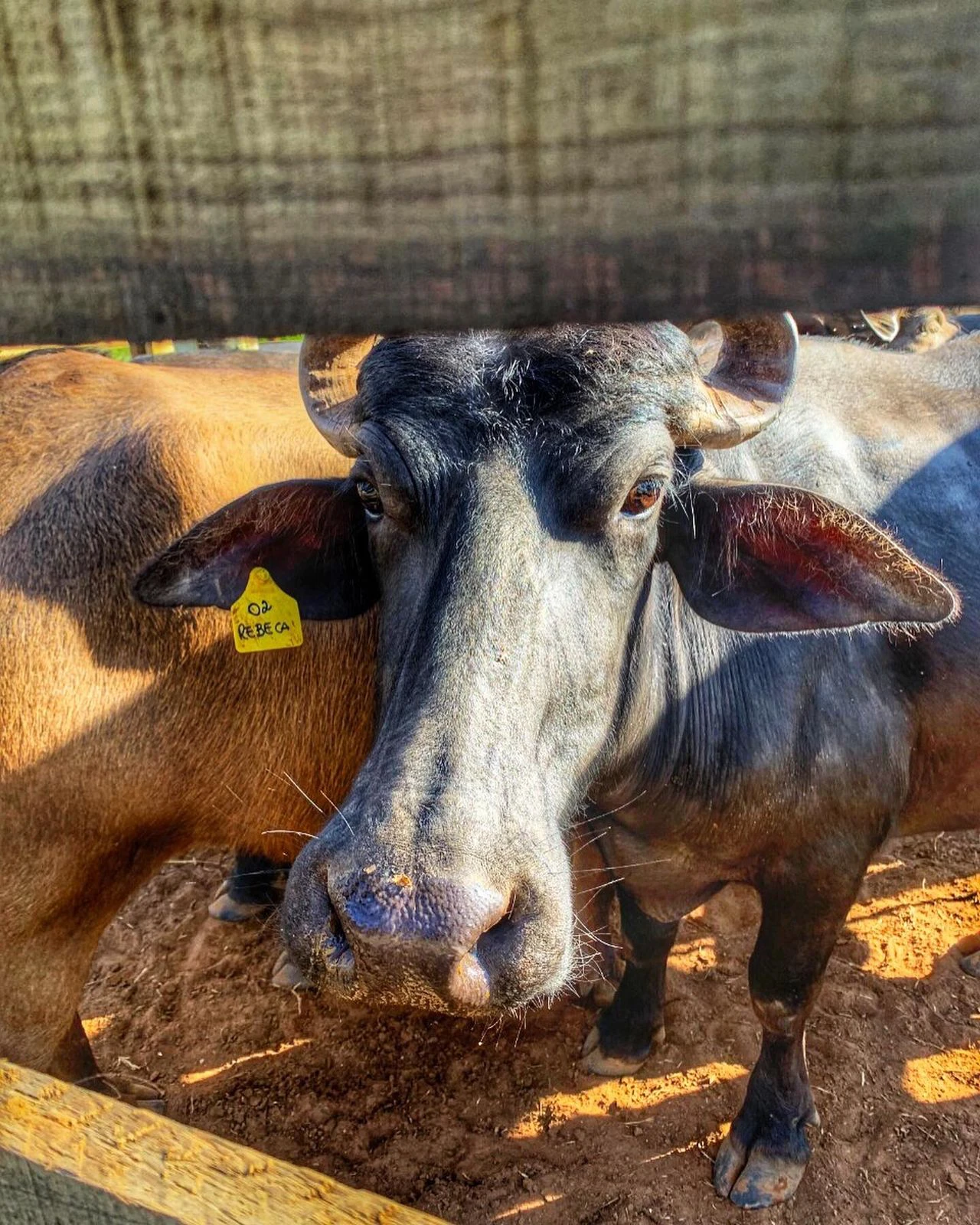 Itapetininga é a primeira cidade do Estado de São Paulo a receber melhoramento genético de bubalinos