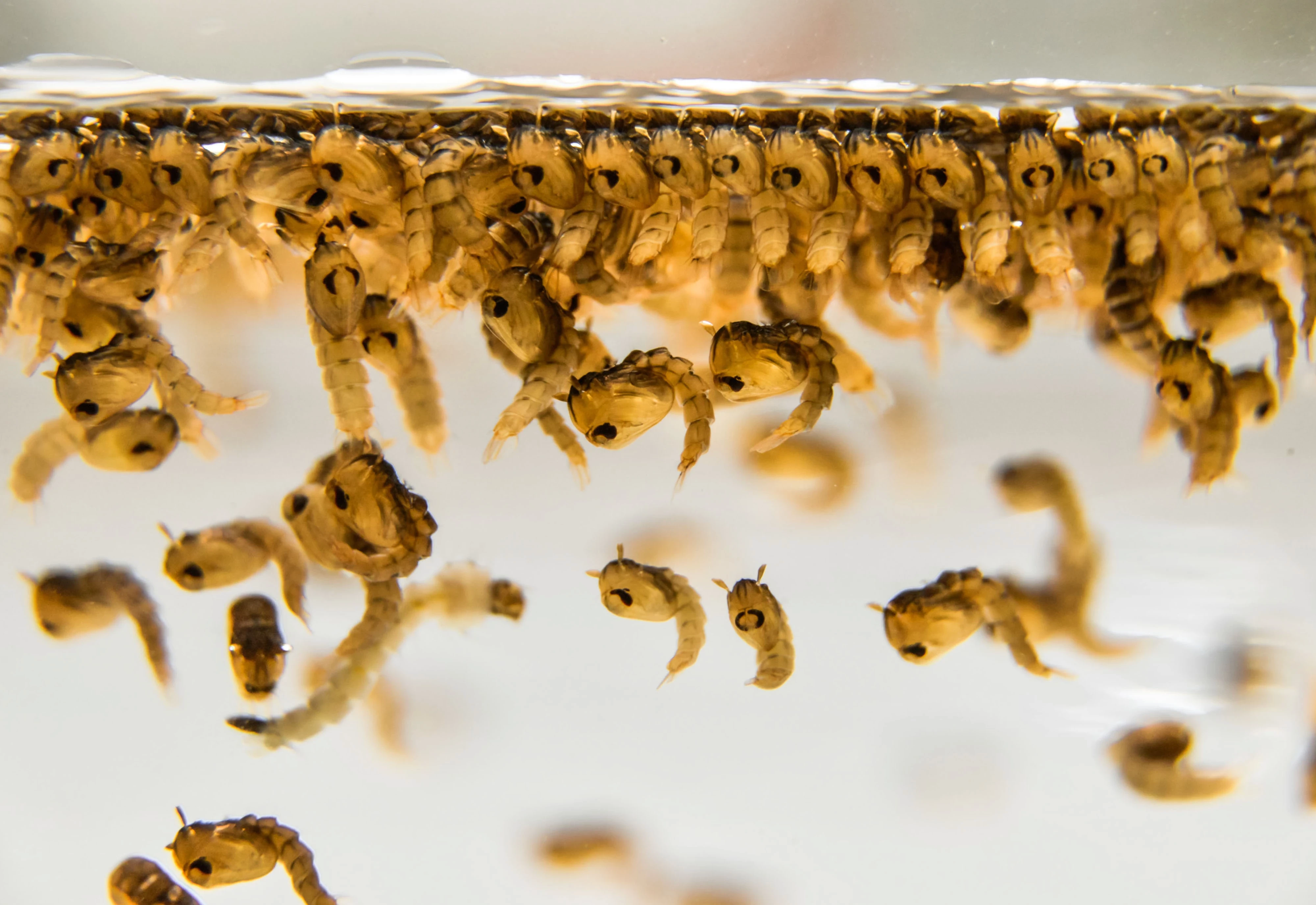 SP tem mobilização de combate ao Aedes aegypti no “Dia Mundial da Limpeza”