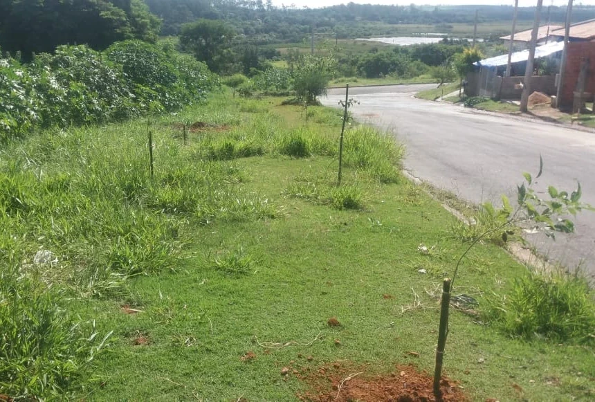 Ruas iperoenses recebem plantio de mudas de árvores