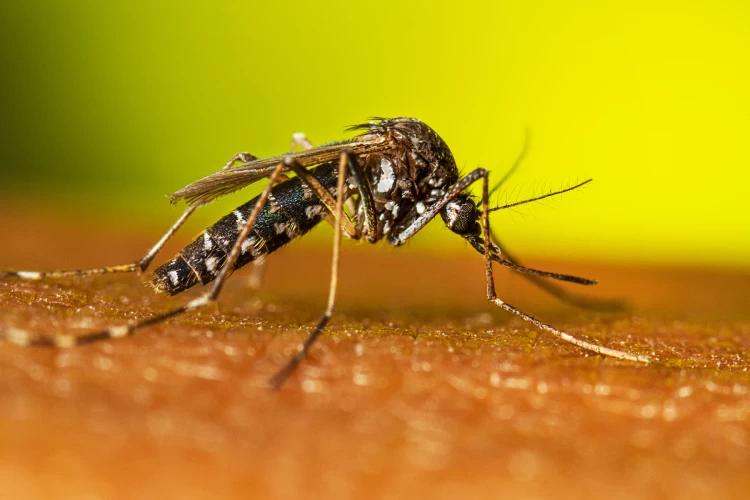 Chikungunya: veja como se proteger da doença