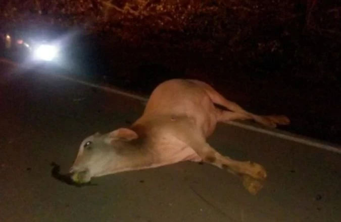 Acidente com animal deixa um ferido na estrada Iperó-Sorocaba