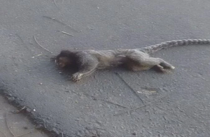 Prefeitura de Capela do Alto confirma morte de macaco por febre amarela
