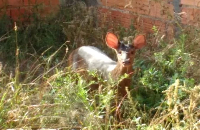 GCM é acionada para capturar um veado-mateiro que estava em um imóvel abandonado
