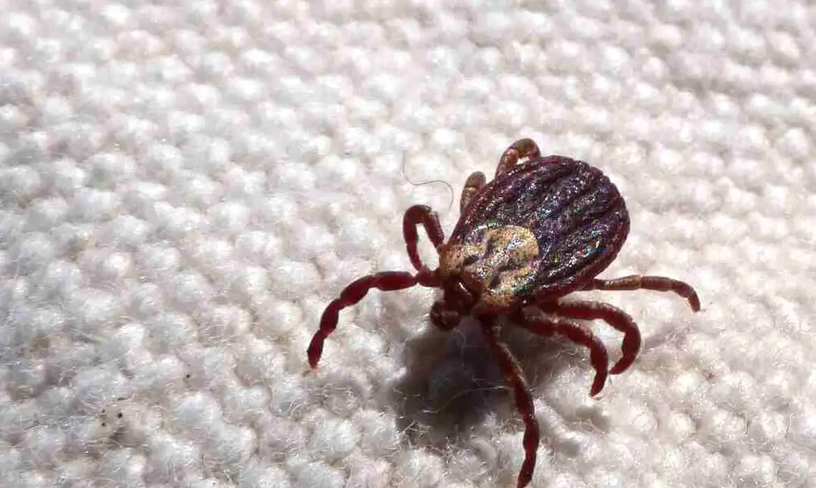 SP registra 18 mortes por febre maculosa em 19 casos confirmados