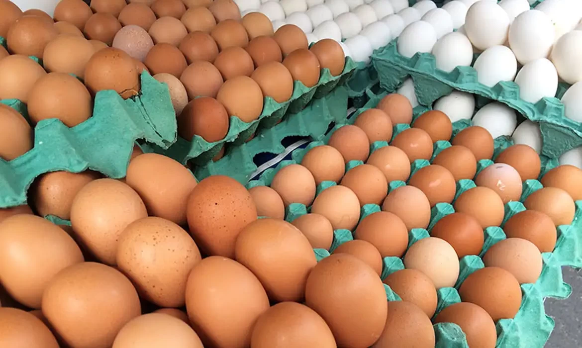 Ovos de granja com caso de gripe aviária estão rastreados, diz Mapa