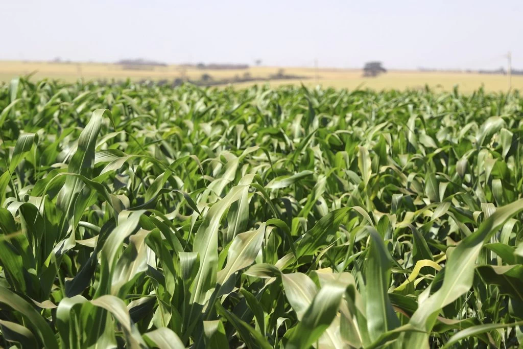 Governo de SP anuncia pacote de R$ 340 mi para o agronegócio e premia municípios com melhores práticas no setor