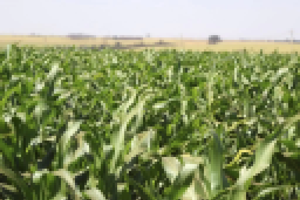 Governo de SP anuncia pacote de R$ 340 mi para o agronegócio e premia municípios com melhores práticas no setor