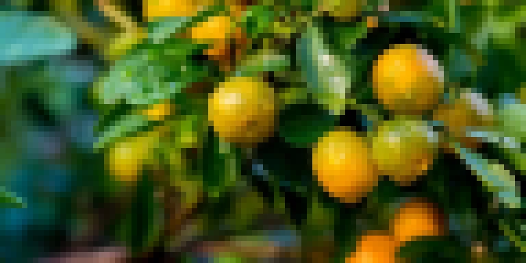 Com safra de laranja em alta, SP reforça ações para fortalecer a citricultura
