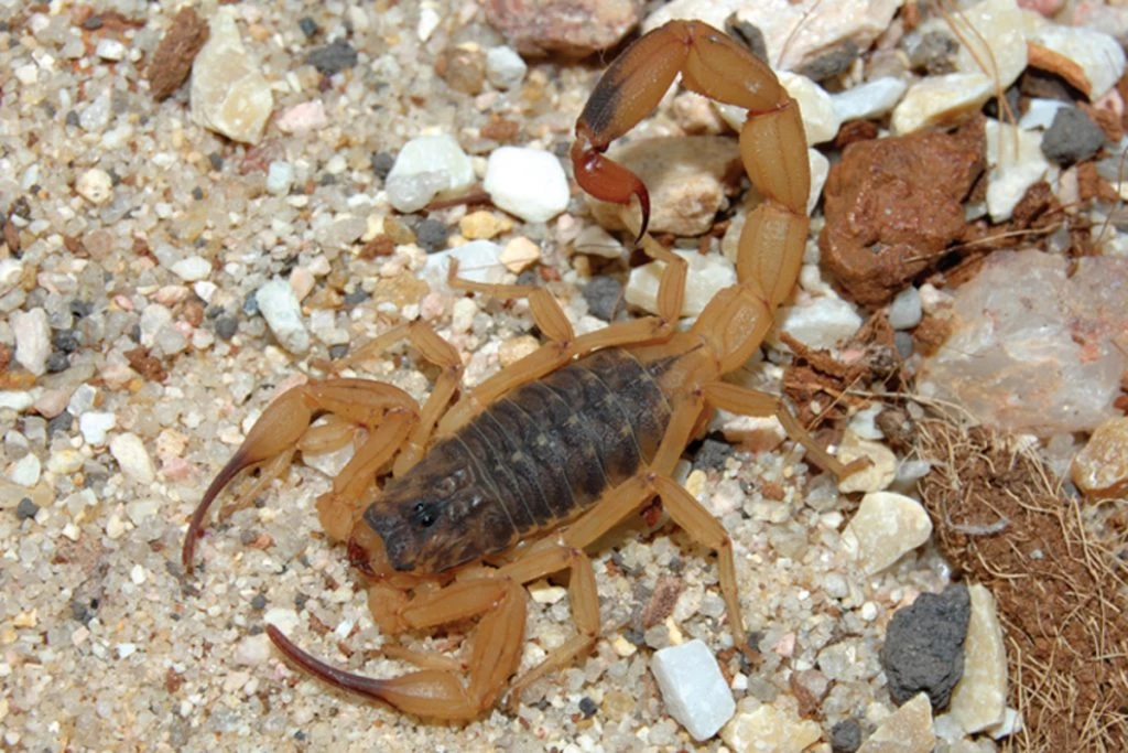 Picada de escorpião ou cobra: veja onde encontrar atendimento soroterápico em SP