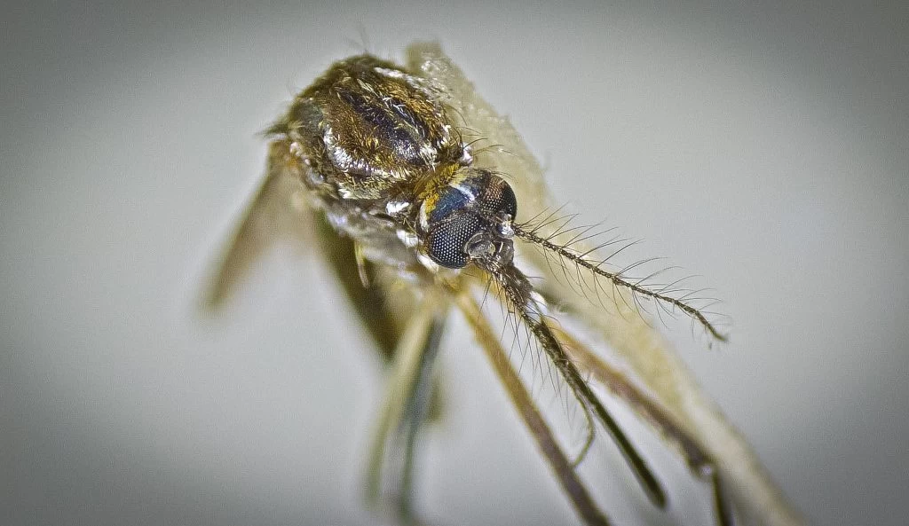 Dengue: confira 11 dicas para evitar a proliferação do Aedes aegypti na sua casa