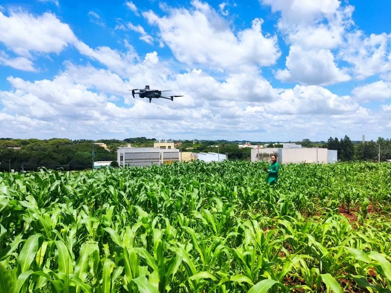 Produção da primeira safra do milho deve saltar 38% em São Paulo