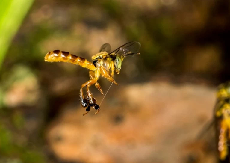 Fapesp anuncia que soro nacional contra envenenamento por picada de abelha entrará na fase final de testes