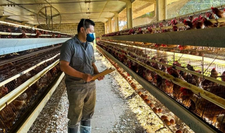 Governo de SP reforça fiscalização em estabelecimentos avícolas que receberam cargas do RS