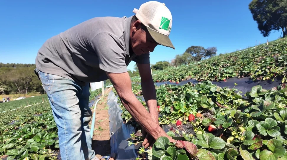 Saiba como vender produção rural a órgãos públicos
