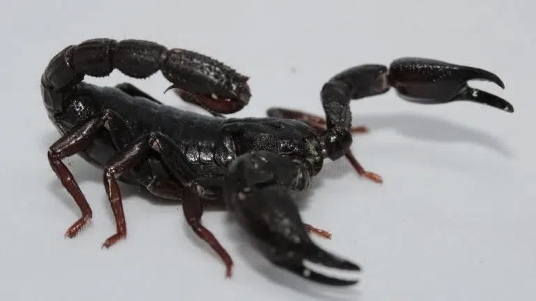 USP identifica toxina de escorpião da Amazônia capaz de matar células de câncer de mama