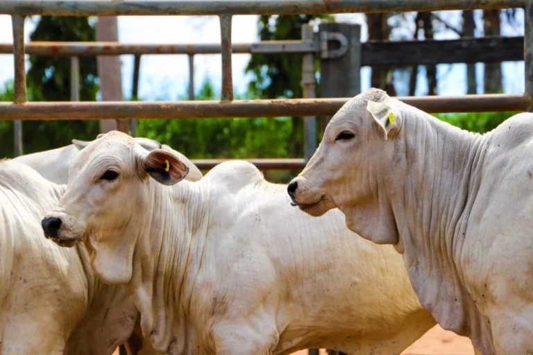 Sanidade animal: campanha de atualização de todas as espécies começa neste sábado (1)