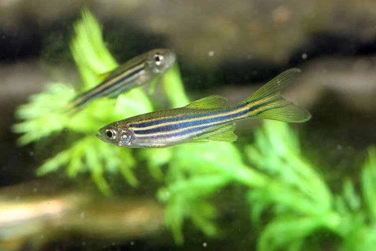 Peixe tem veneno? Butantan mostra 4 espécies brasileiras de peixes peçonhentos