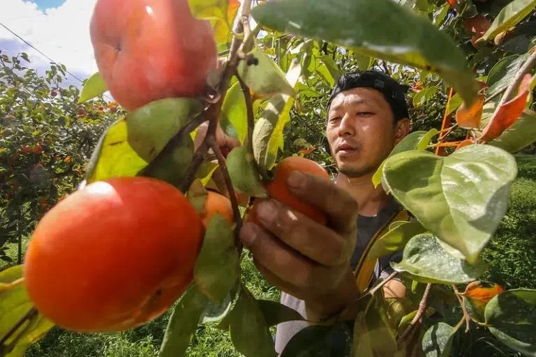Exportações de caqui em SP crescem e ganham destaque na Europa e América do Norte