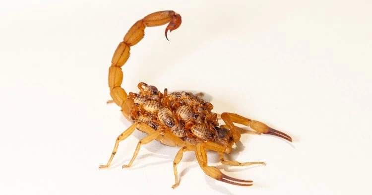 Governo de SP alerta sobre maior risco de aparecimento de escorpiões no verão