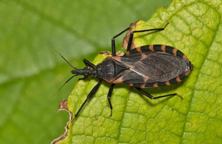 Dia Mundial da Doença de Chagas: entenda a importância da prevenção