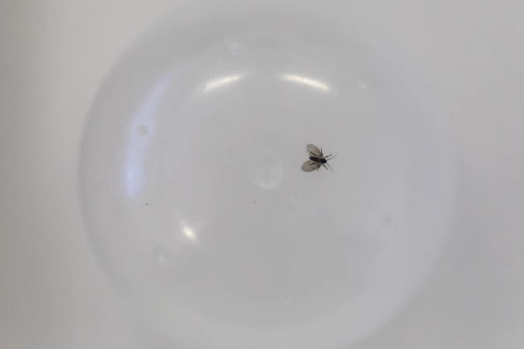 Mosquinhas do banheiro: especialistas do Butantan explicam por que elas existem e os riscos que elas representam