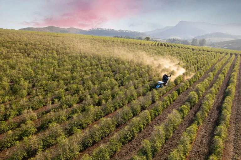 Dia mundial do café: São Paulo é destaque com rota turística e novas pesquisas