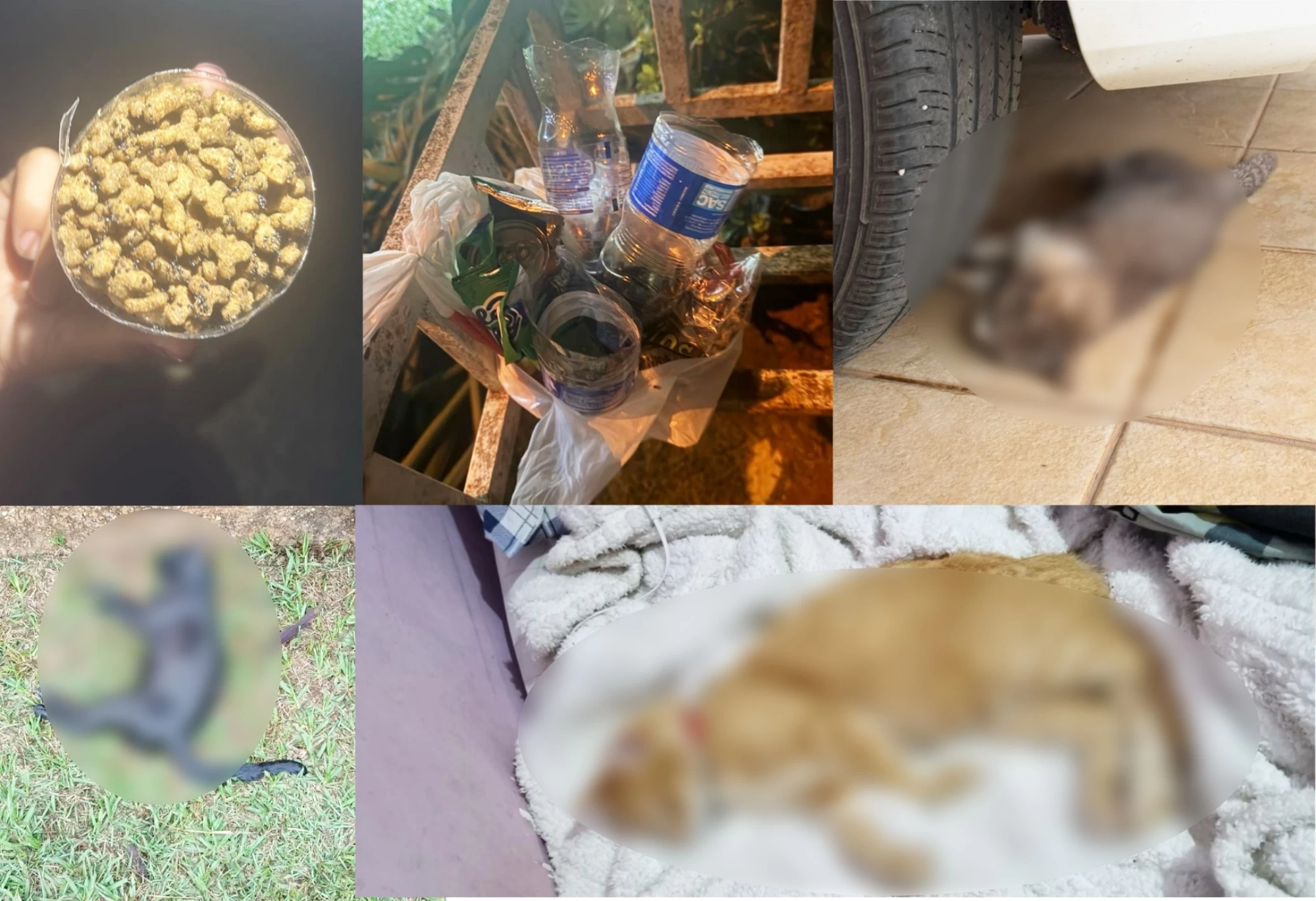 CRIME: Animais morrem após suposto envenenamento em Condomínio de Iperó