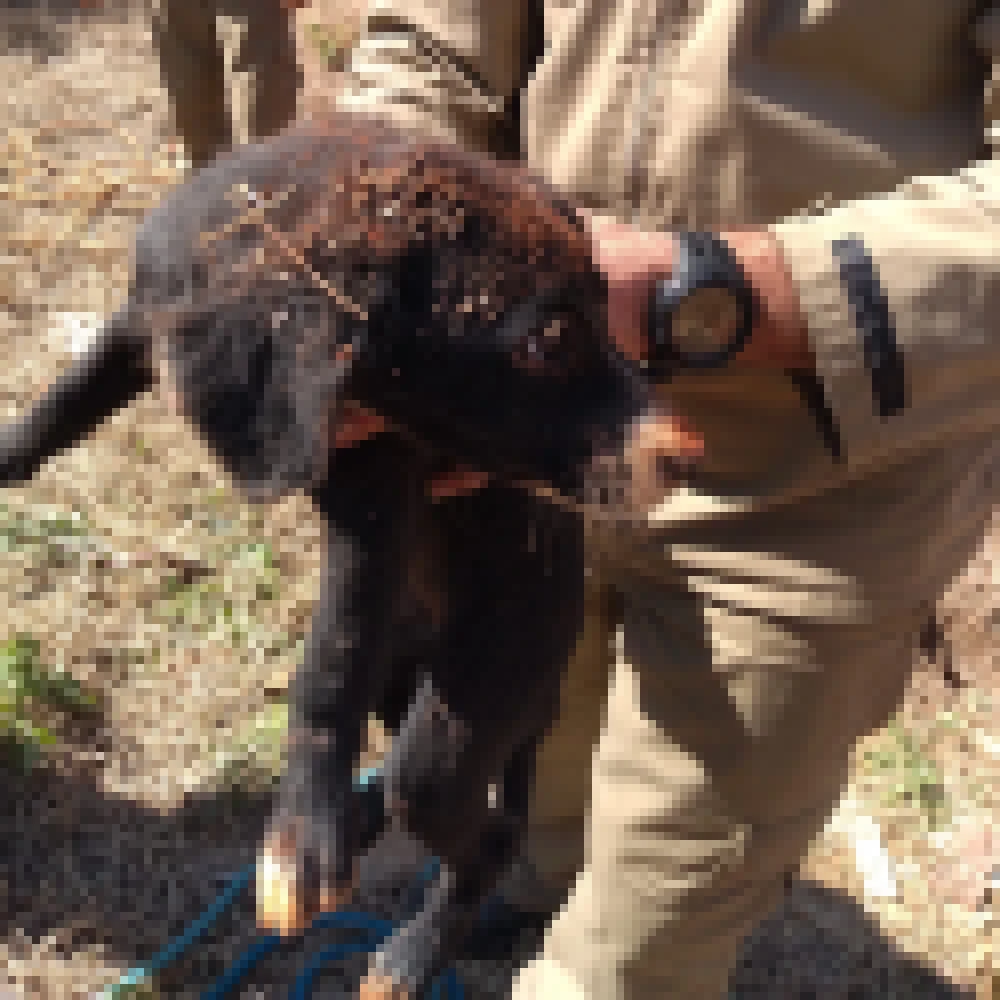 GCM e Corpo de Bombeiros resgatam cachorro preso em buraco de cinco metros em Iperó