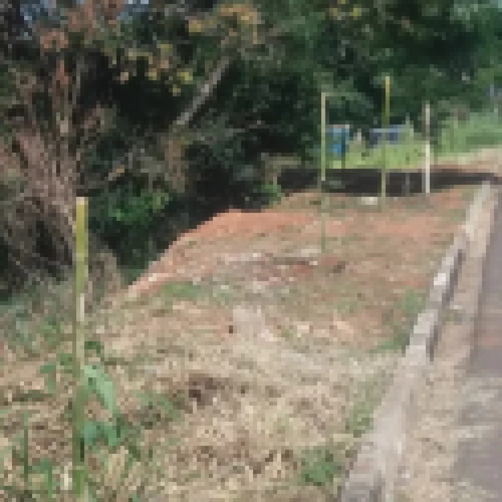 Ruas iperoenses recebem plantio de mudas de árvores