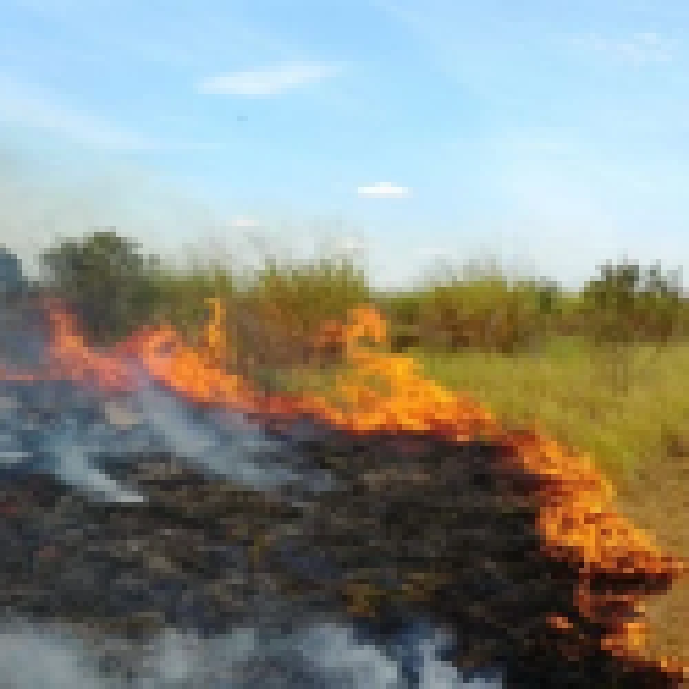 Sem motorista na prefeitura que soubesse operar caminhão pipa, GCMs e algumas pessoas do ICMBio apagam queimada usando abafadores e bombas de água manual