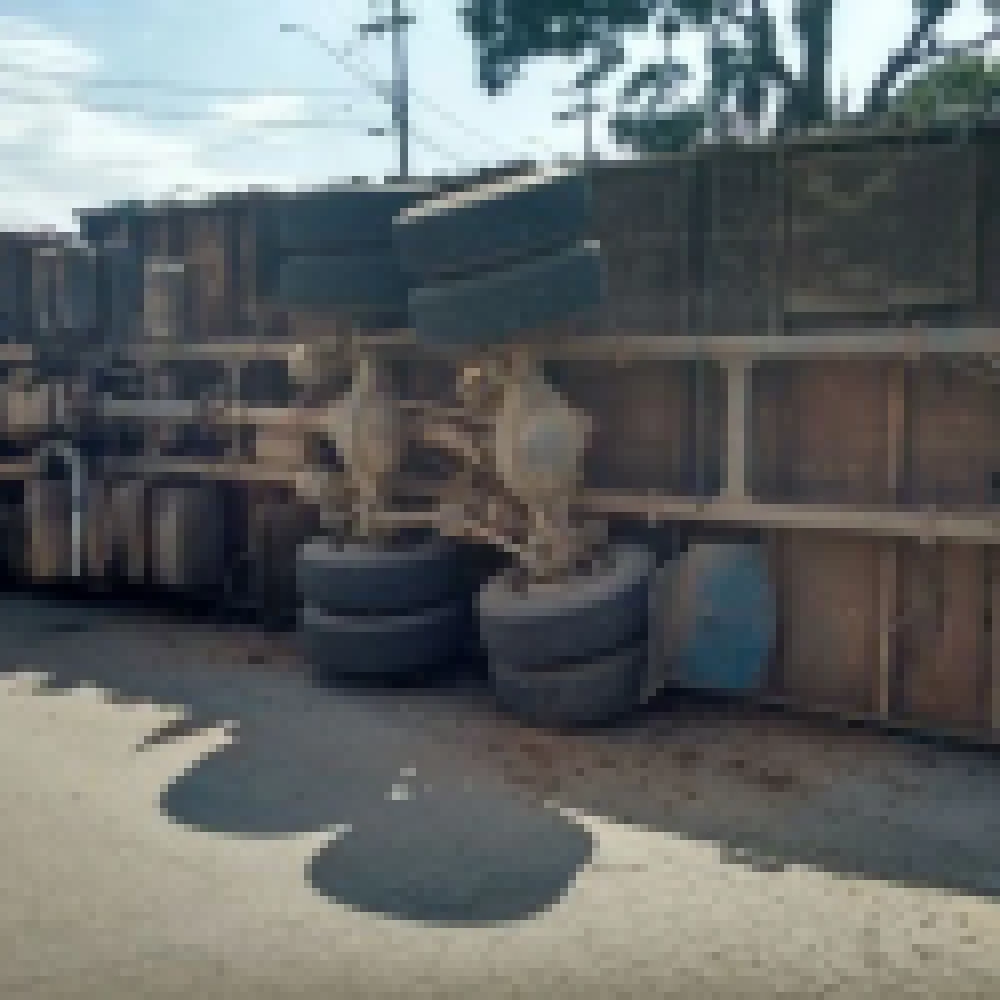 Caminhão carregado com cana tomba em rotatória da cidade