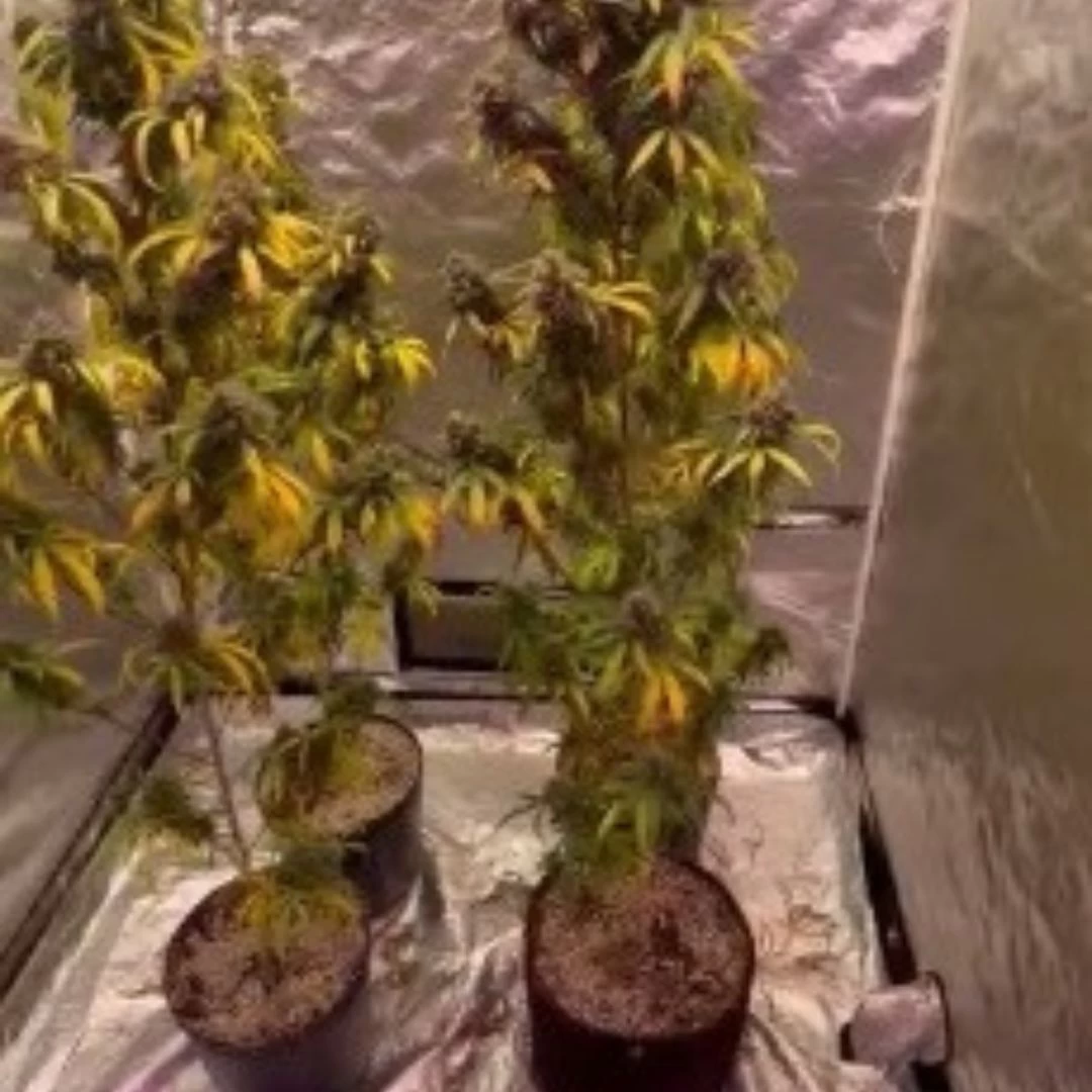 Homem é preso pela Polícia Civil com plantação de maconha