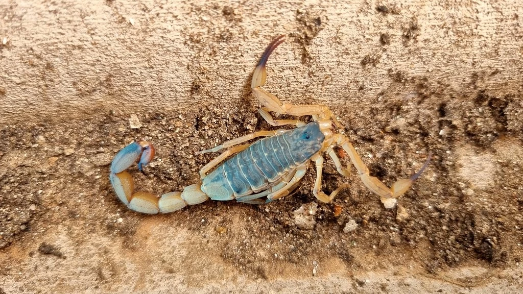 Saúde alerta sobre cuidados para evitar proliferação de escorpiões