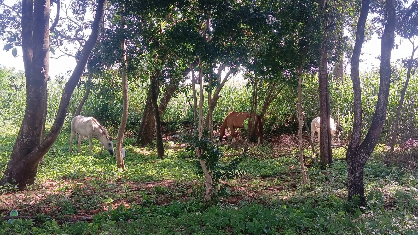 Prefeitura de Iperó faz alerta dos perigos e penalidades aos proprietários quando da soltura de animais em vias públicas