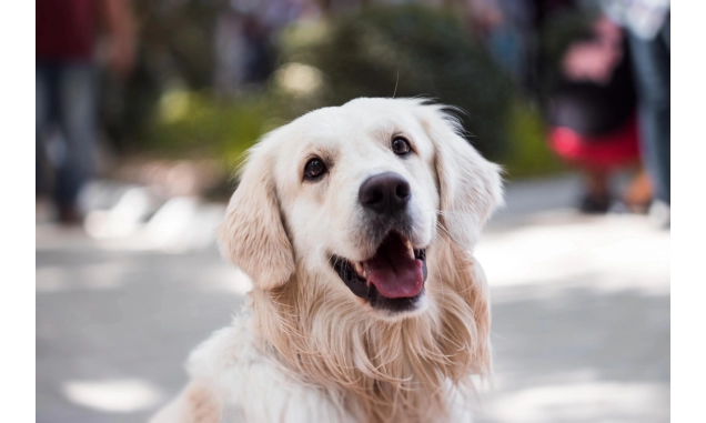 Shopping Cidade Sorocaba realiza Encontro de Goldens neste fim de semana