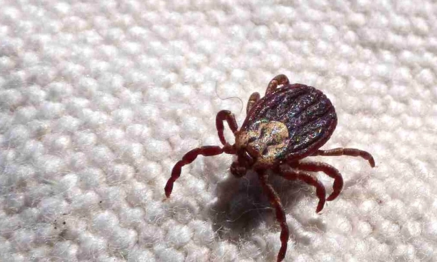 Febre maculosa causa mais duas mortes no interior de São Paulo