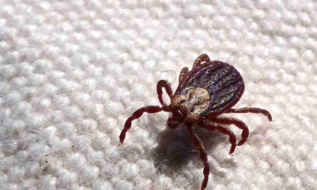 SP registra 18 mortes por febre maculosa em 19 casos confirmados
