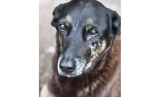 Polícia quer apreender passaporte de envolvido na morte do cão Orelha