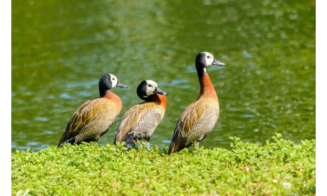 Estado de São Paulo confirma caso de gripe aviária em marreco no Parque Ibirapuera, na Zona Sul da capital
