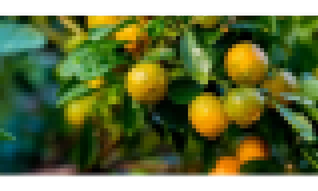 Com safra de laranja em alta, SP reforça ações para fortalecer a citricultura