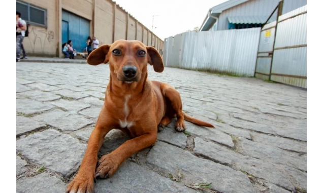 Governo de SP sanciona lei que reconhece ‘Vira-Lata Caramelo’ como expressão cultural