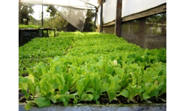São Paulo é líder na produção nacional de alface