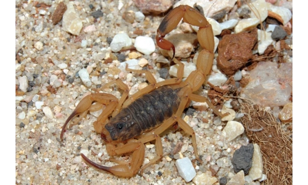 Picada de escorpião ou cobra: veja onde encontrar atendimento soroterápico em SP