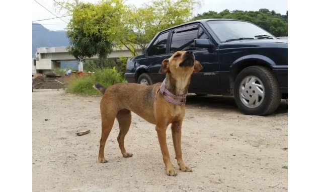 Governo de SP endurece punições para maus-tratos a animais e multas podem chegar a R$ 50 mil