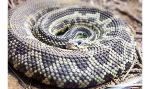 Saiba o que fazer em caso de picada por serpente
