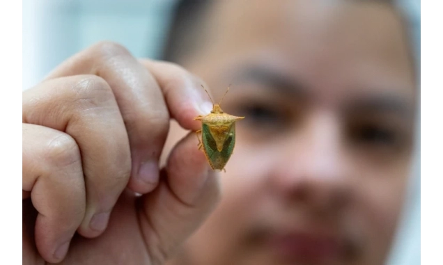 Qual a origem e para que serve o cheiro da Maria Fedida? Especialistas do Butantan respondem